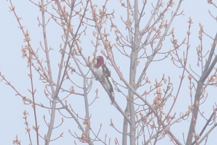 Red-headed Woodpecker - Alec Olivier