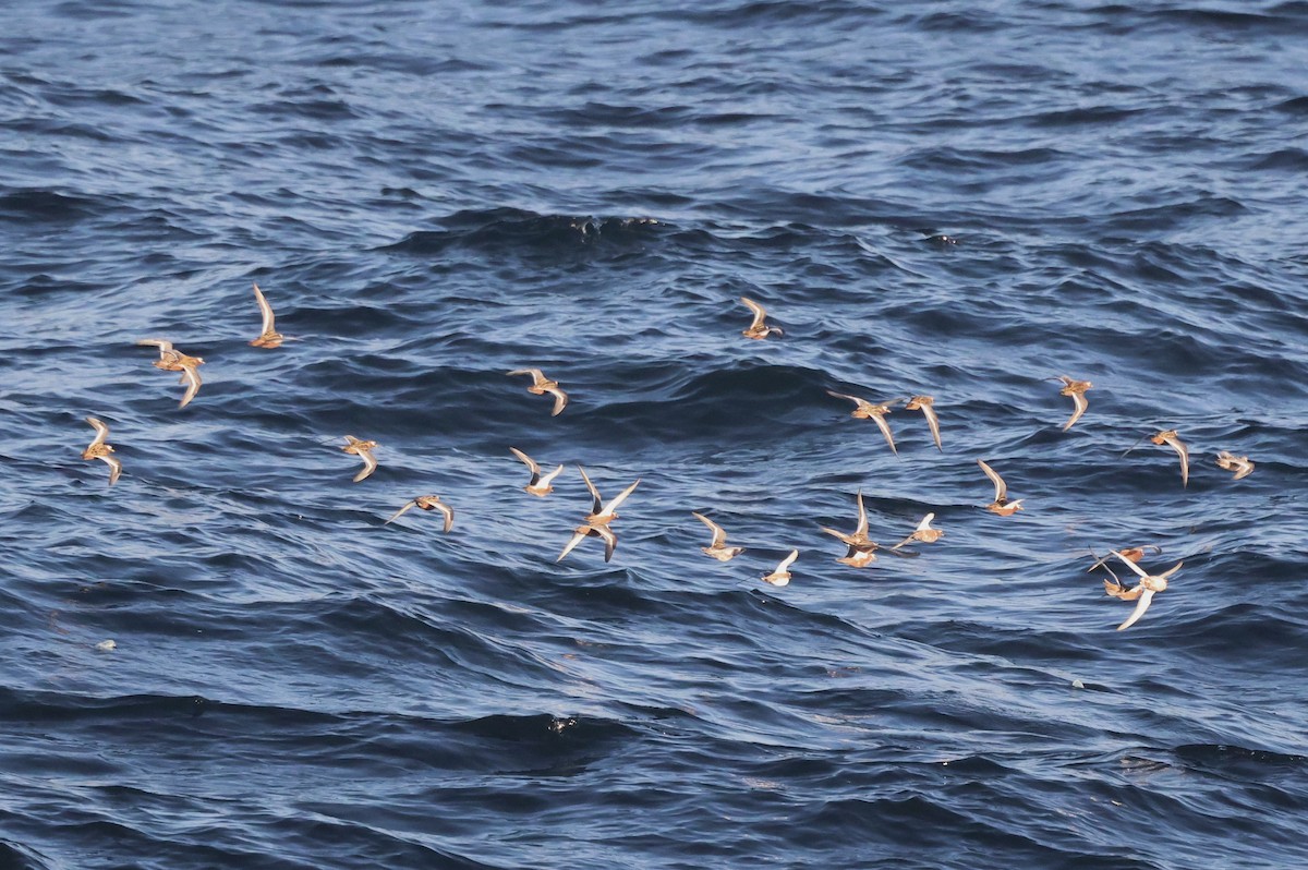 Red Phalarope - Michael McCloy