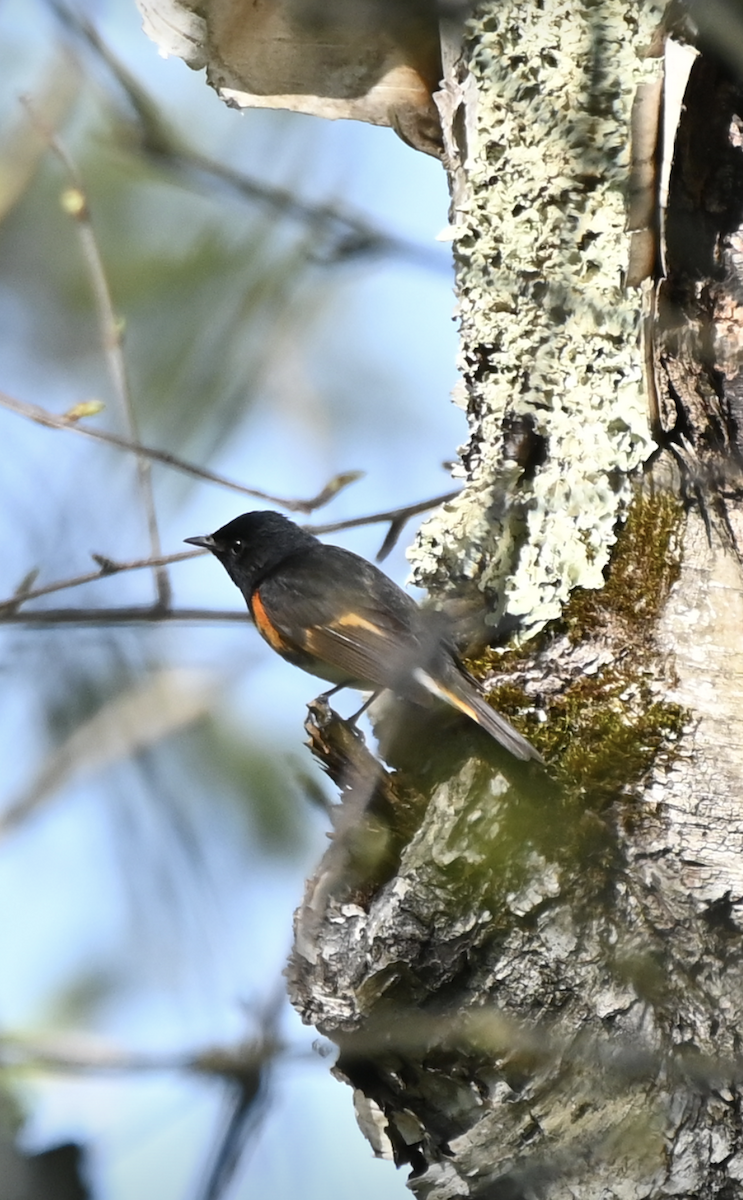 American Redstart - Sylvie Rioux