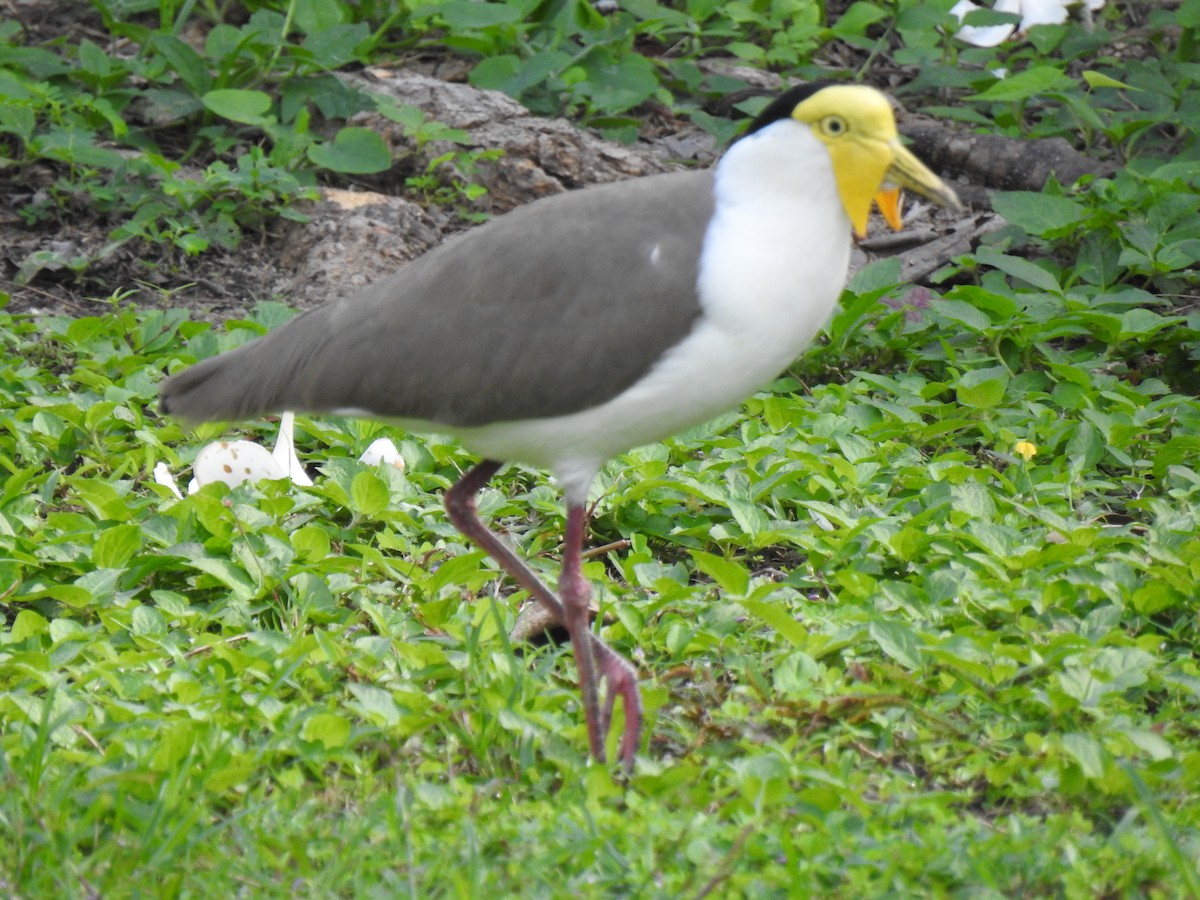 Masked Lapwing - Monica Mesch