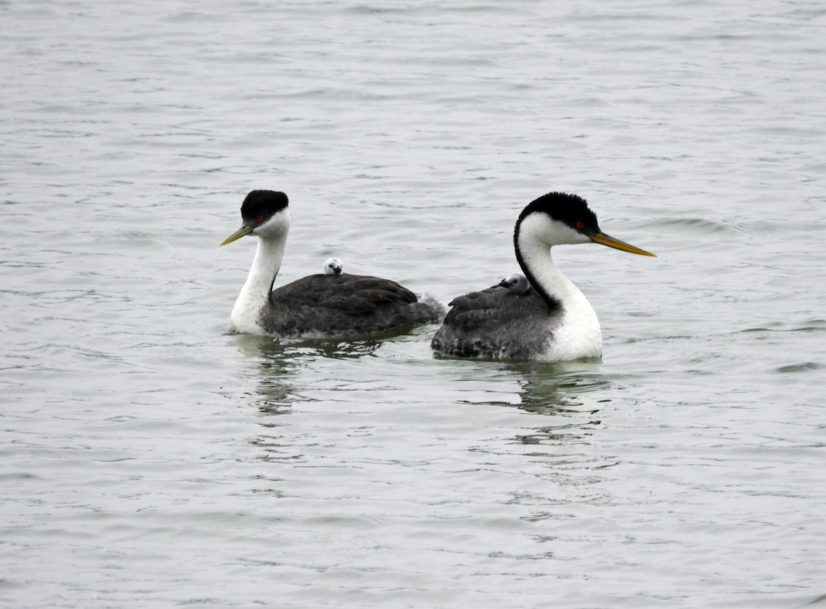 Western Grebe - Rod Higbie