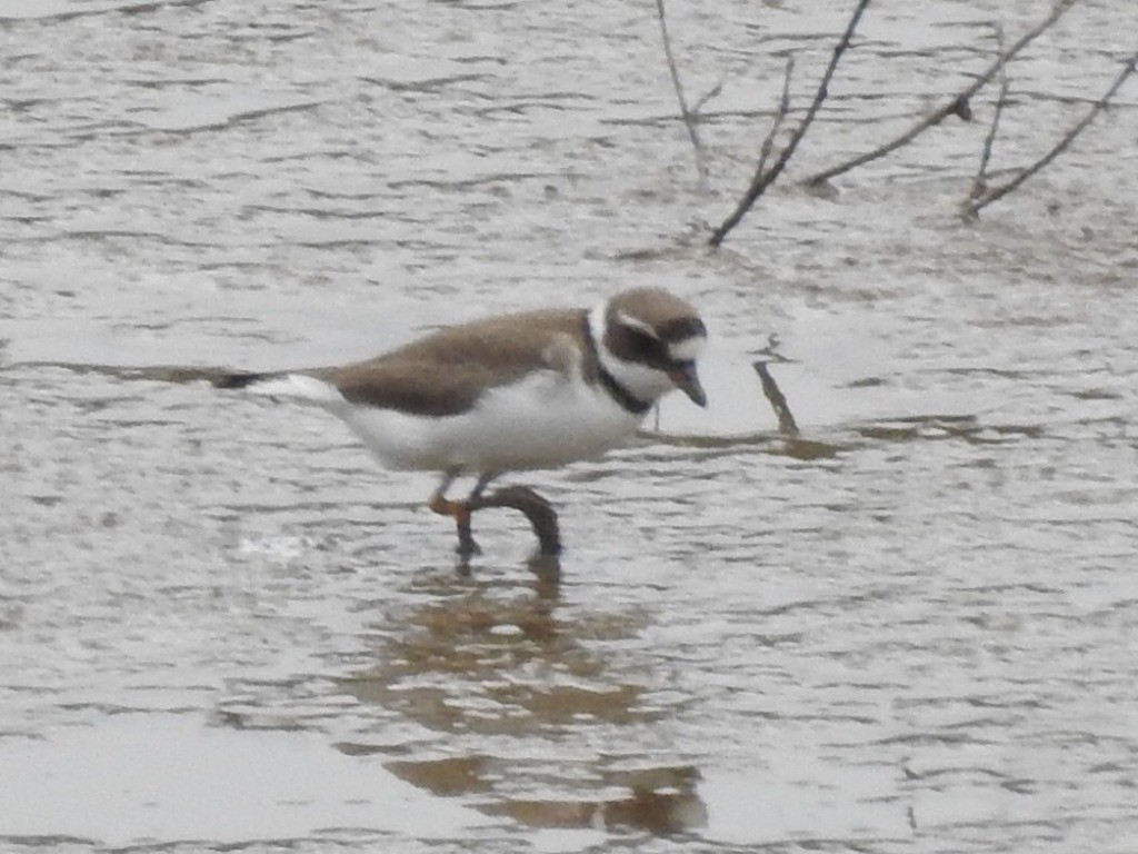 Semipalmated Plover - Franklin Diaz