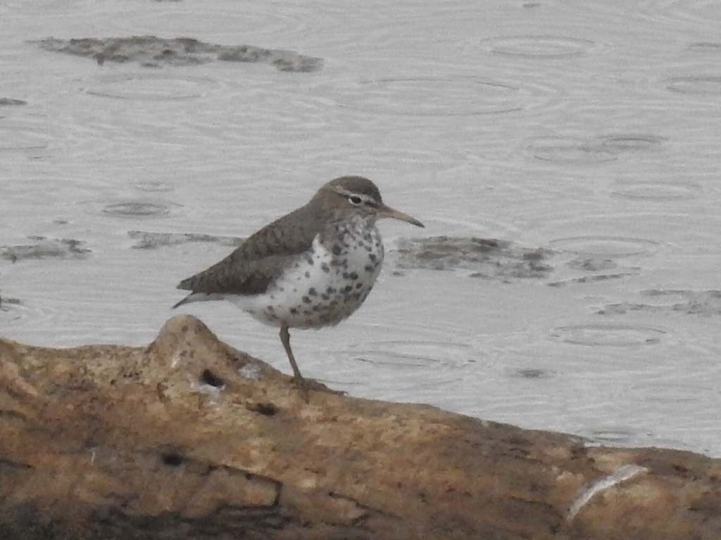 Spotted Sandpiper - Franklin Diaz