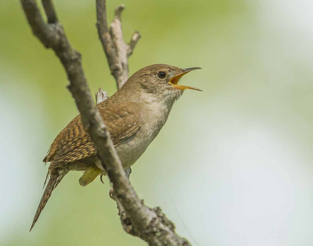 House Wren - Daniel Murphy