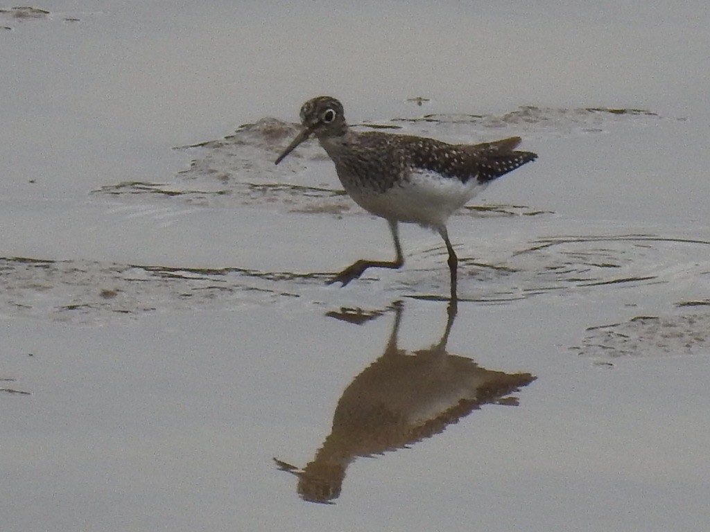 Solitary Sandpiper - Franklin Diaz