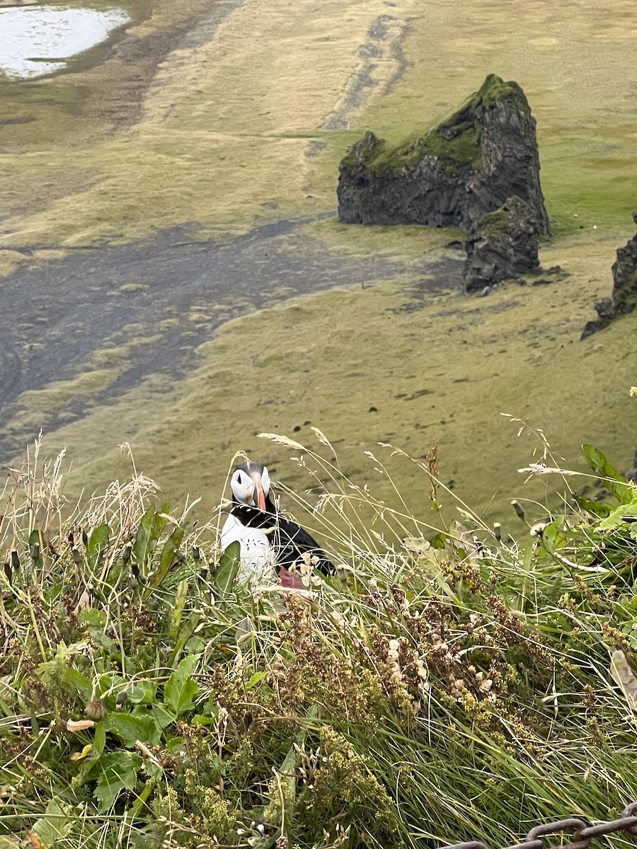 Atlantic Puffin - ML619204067