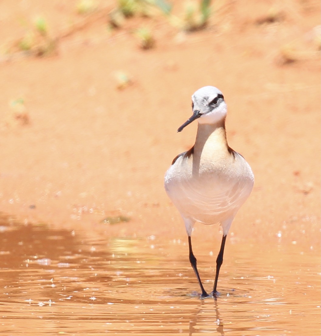 Wilson's Phalarope - Toni McQuivey Taylor