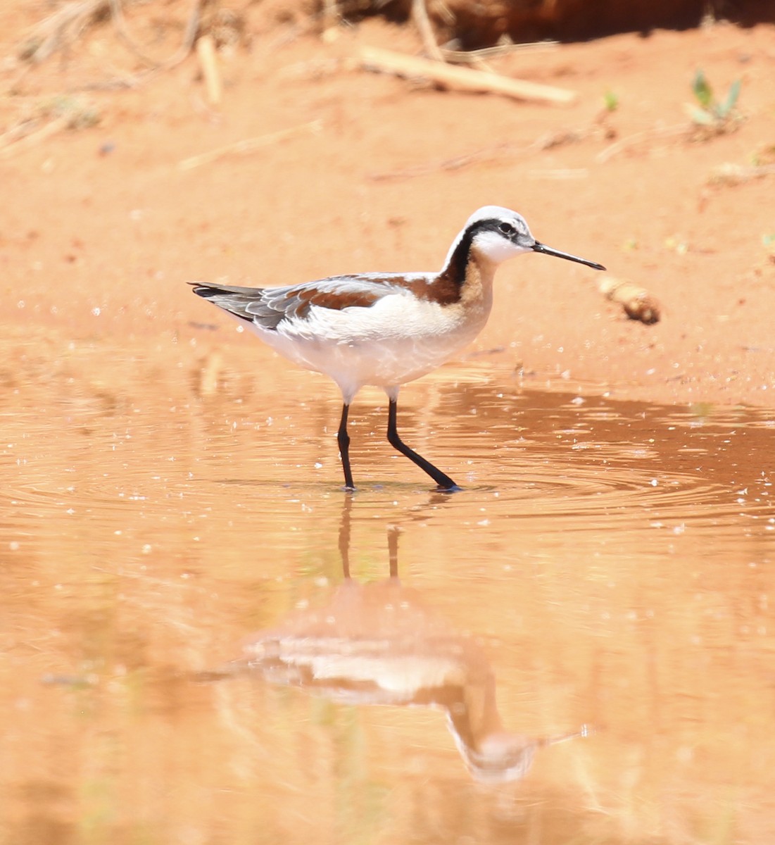 Wilson's Phalarope - Toni McQuivey Taylor