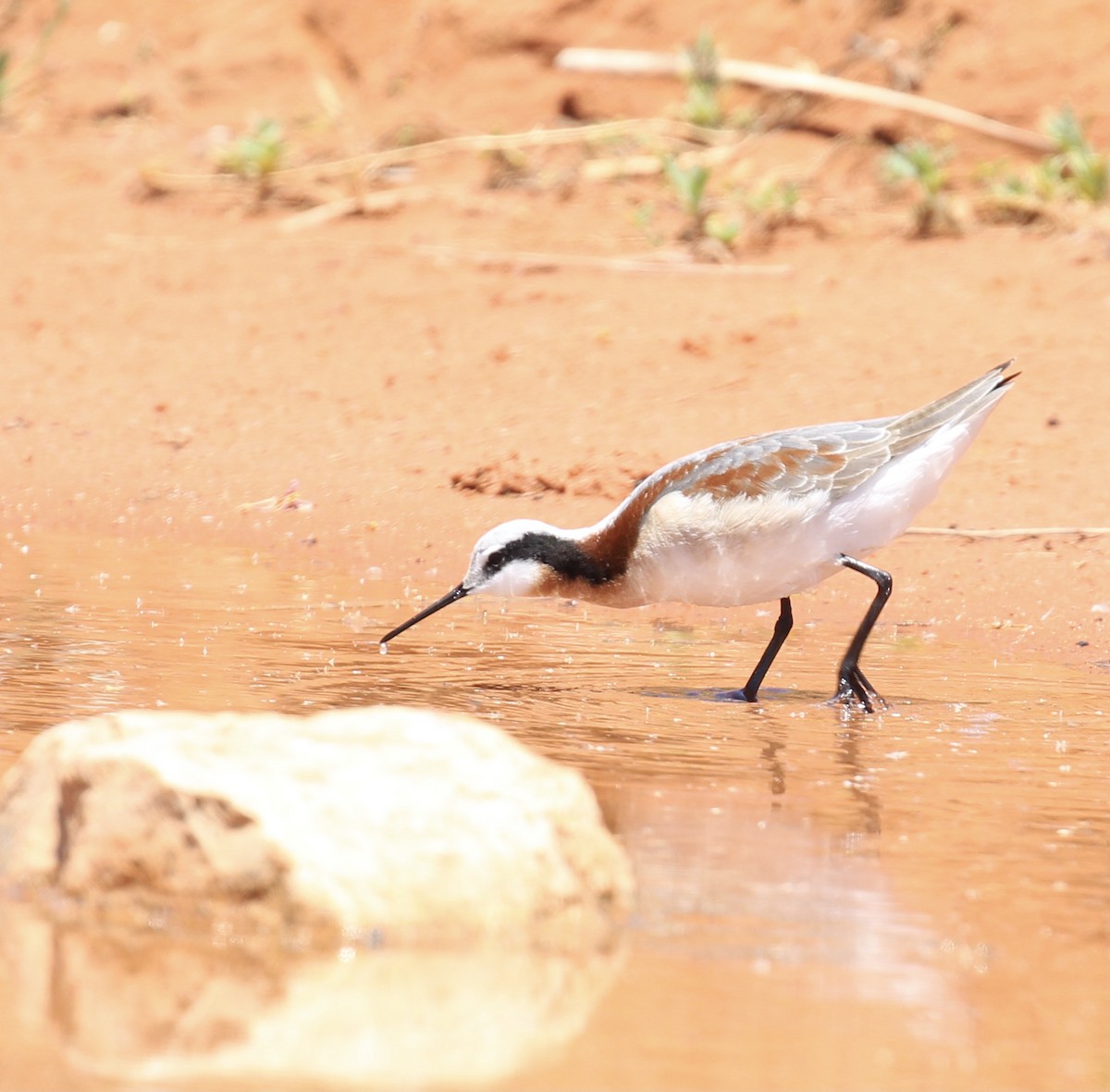 Wilson's Phalarope - Toni McQuivey Taylor