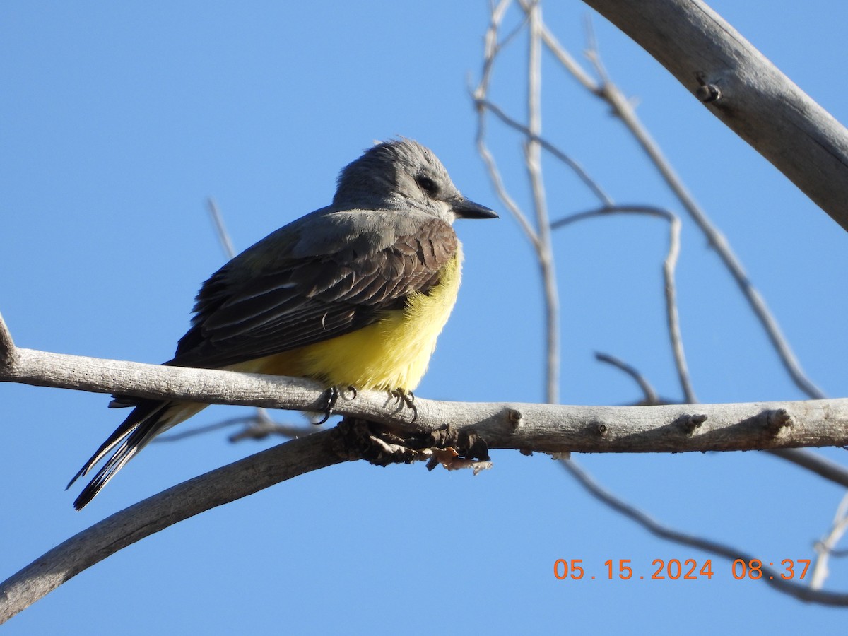 Western Kingbird - Corey Jensen