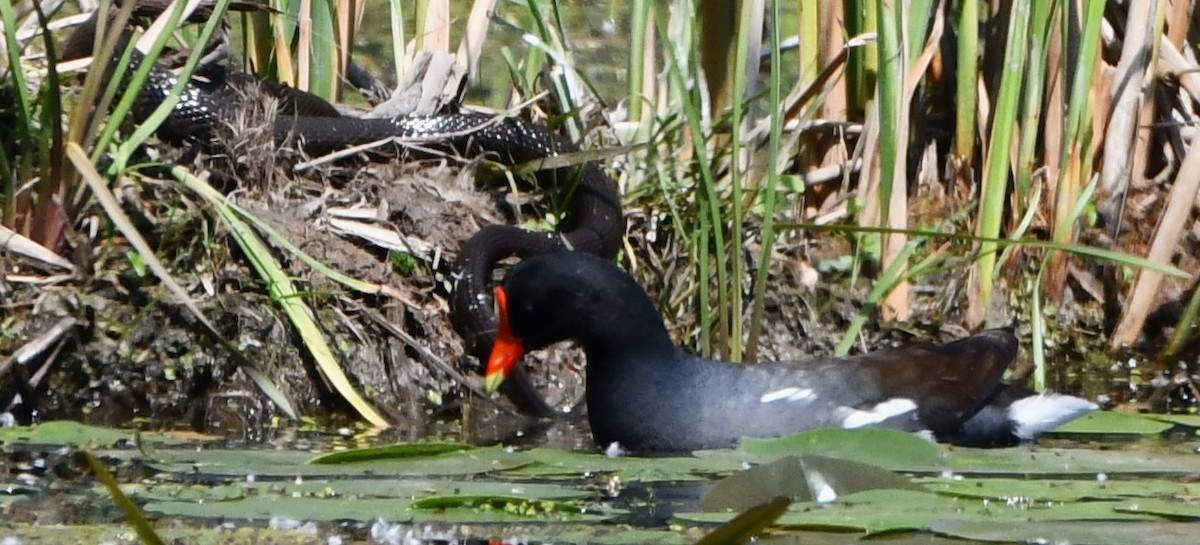 Common Gallinule - Gregory Hartman