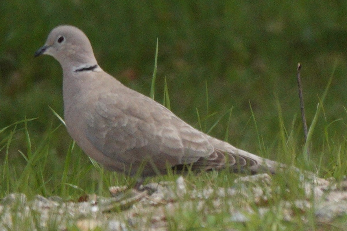 Eurasian Collared-Dove - Mary Alice HAYWARD