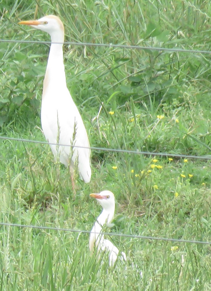 Western Cattle-Egret - ML619204108