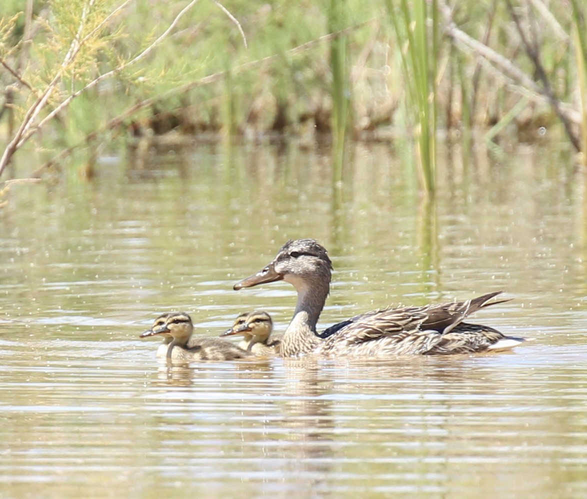 Mallard - Toni McQuivey Taylor