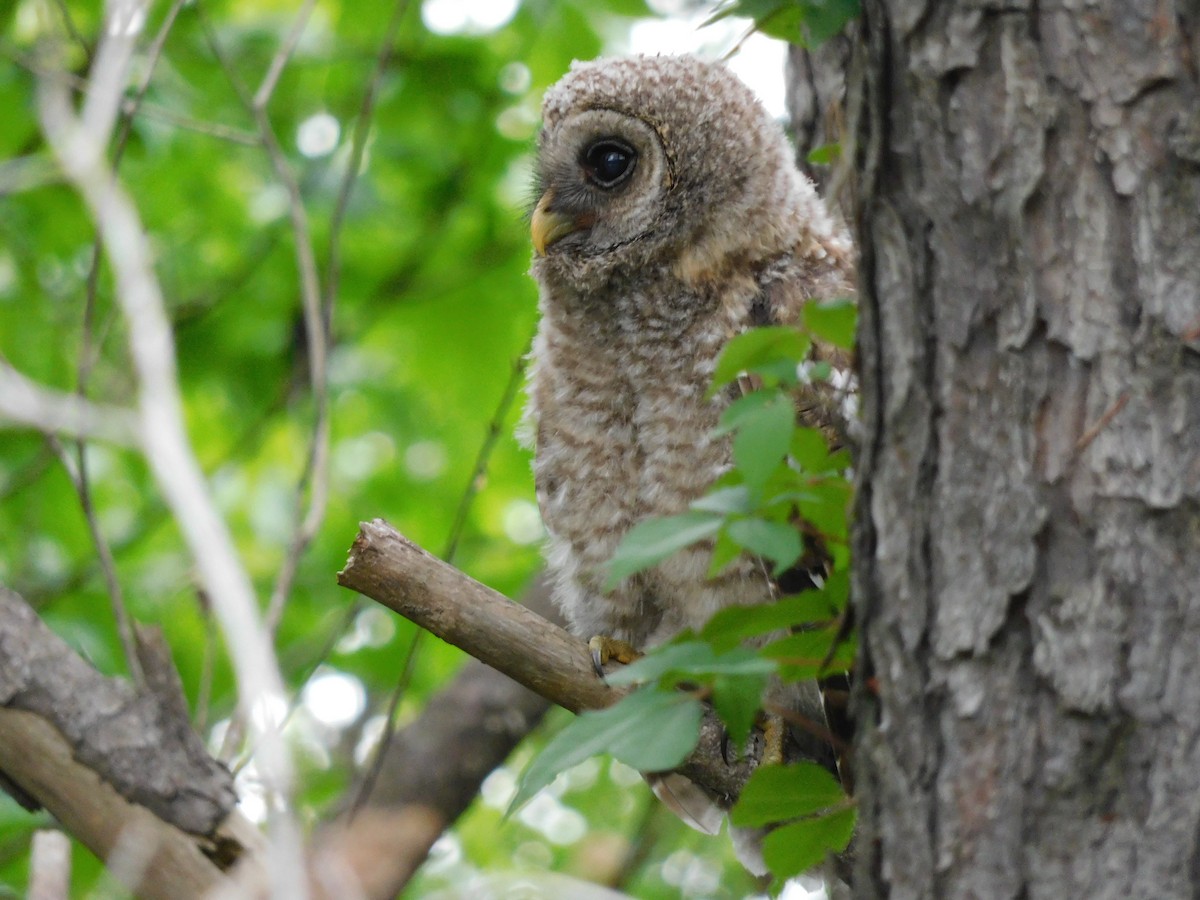 Barred Owl - Charles Chu