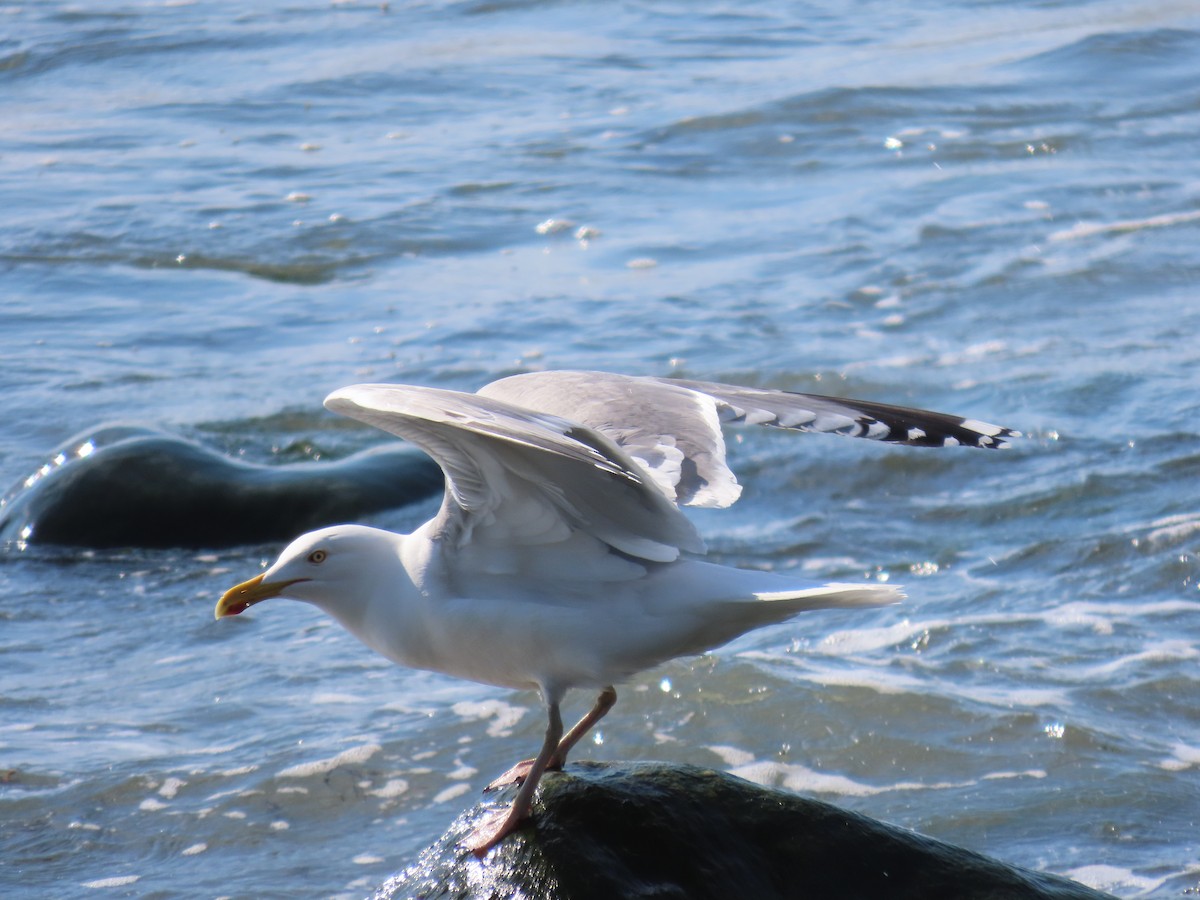 American Herring Gull - ML619204121
