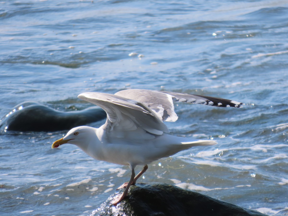 Herring Gull - Rhonda Langelaan