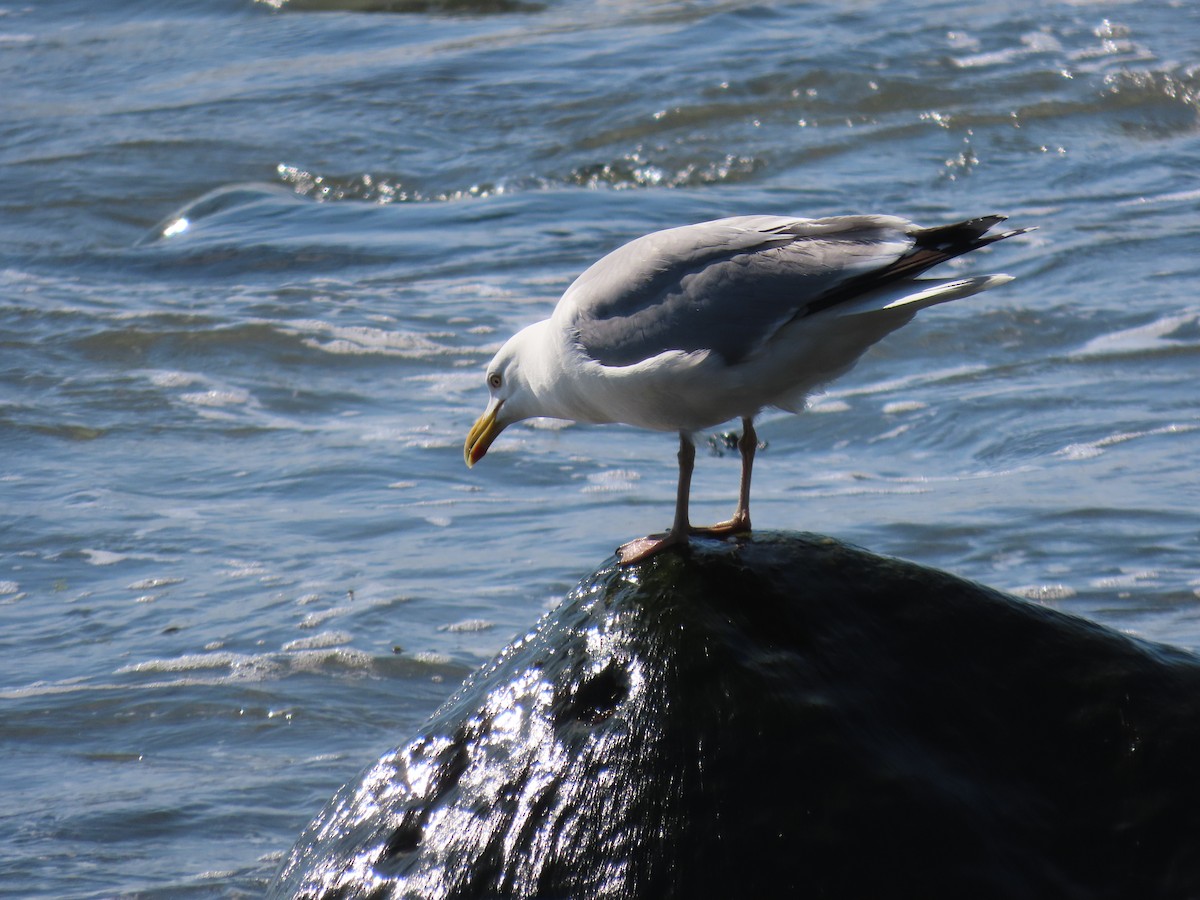 Herring Gull - Rhonda Langelaan