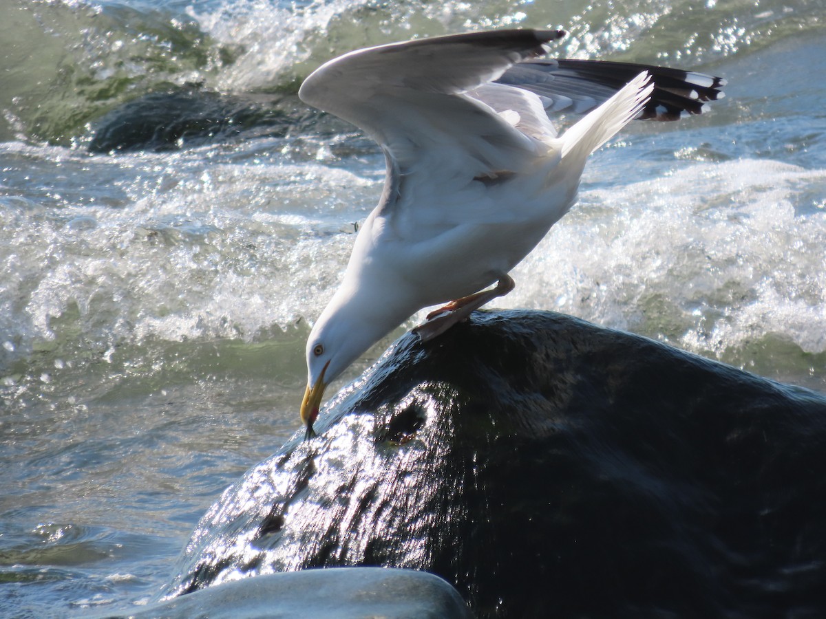 Herring Gull - Rhonda Langelaan