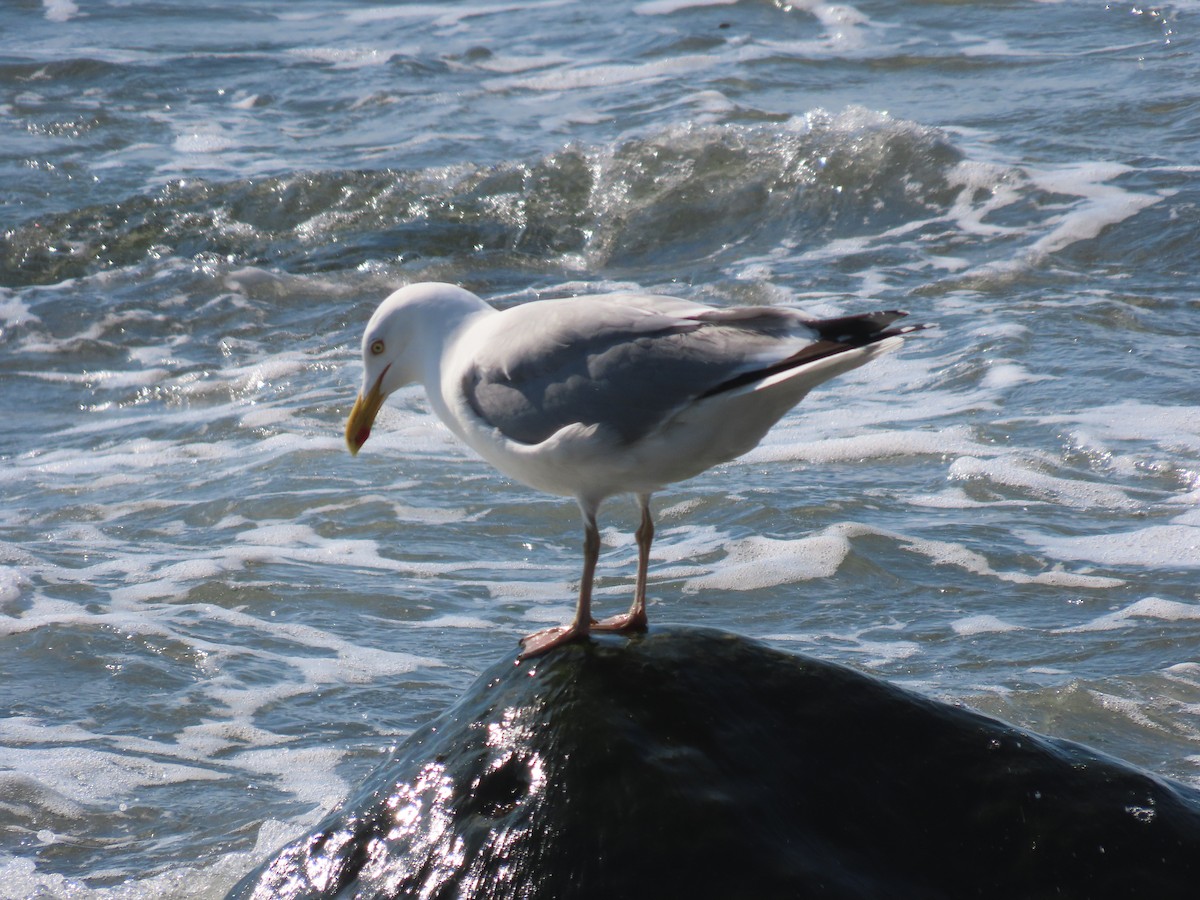 Herring Gull - Rhonda Langelaan