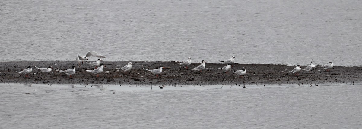 Forster's Tern - Pete Shen