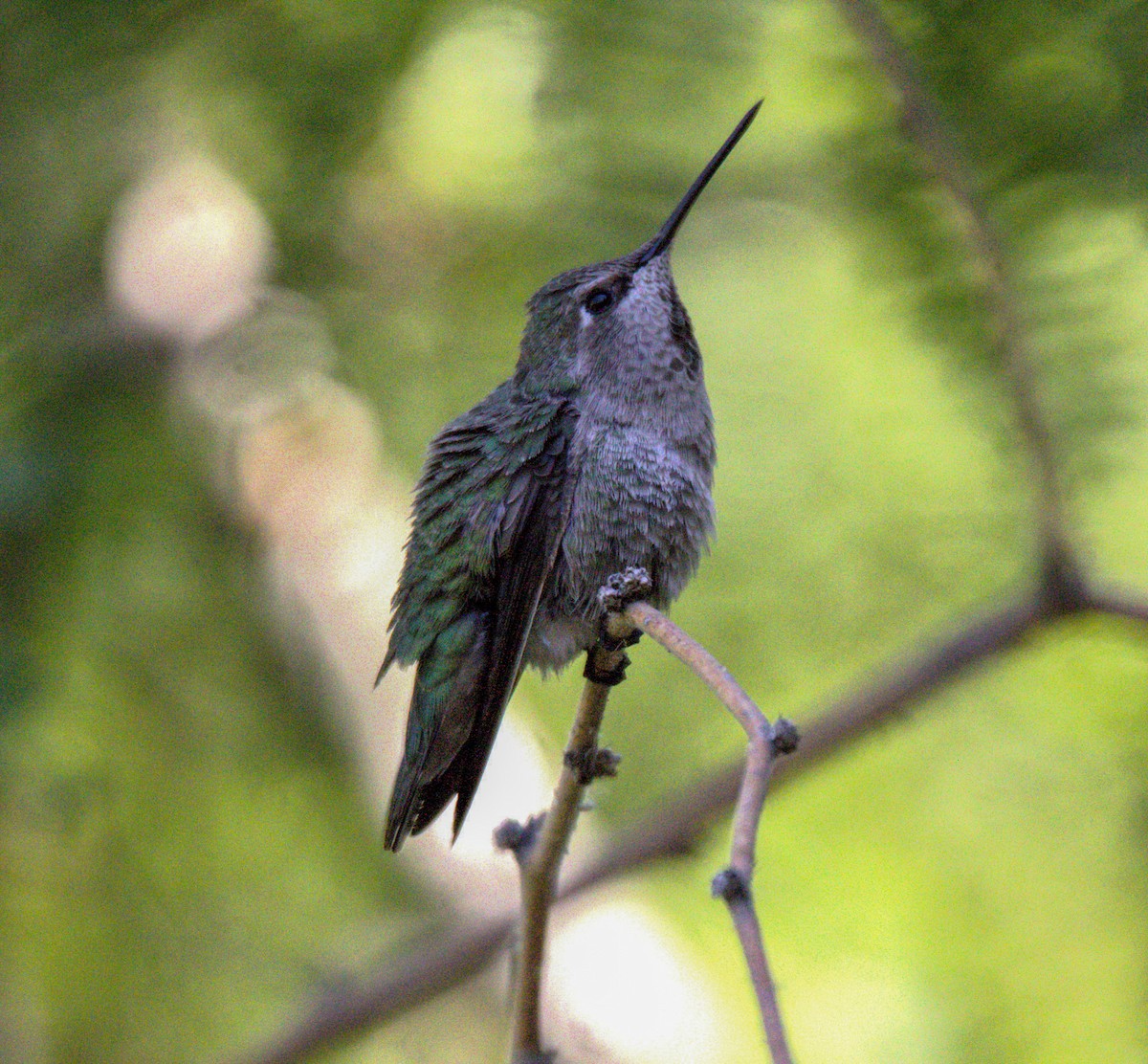 Anna's Hummingbird - ML619204129