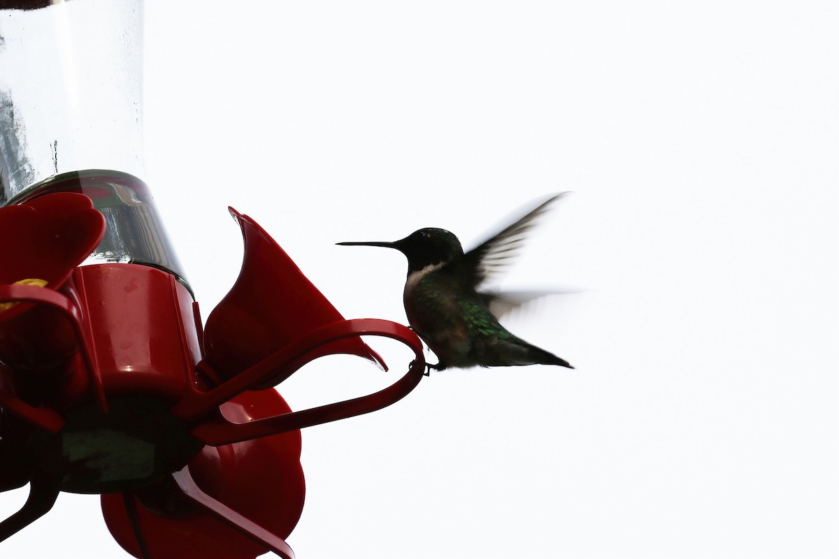 Colibri à gorge rubis - ML619204130