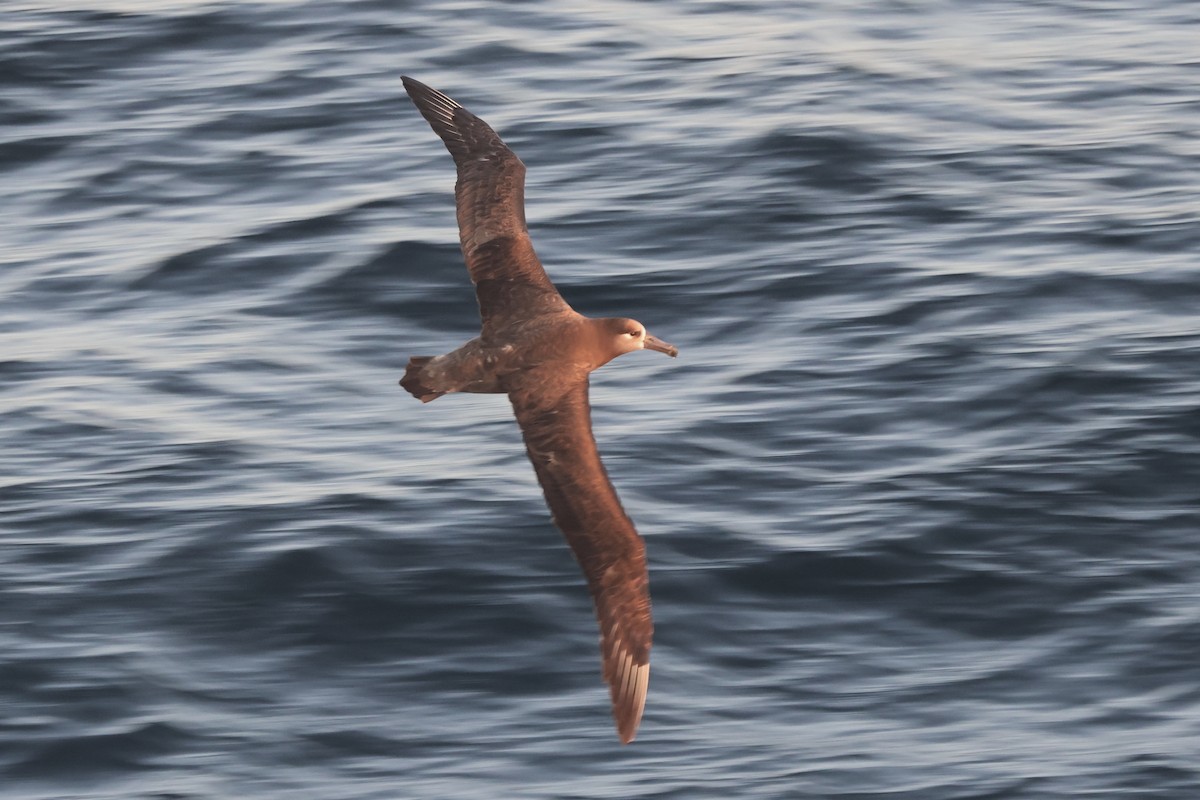 Black-footed Albatross - Michael McCloy
