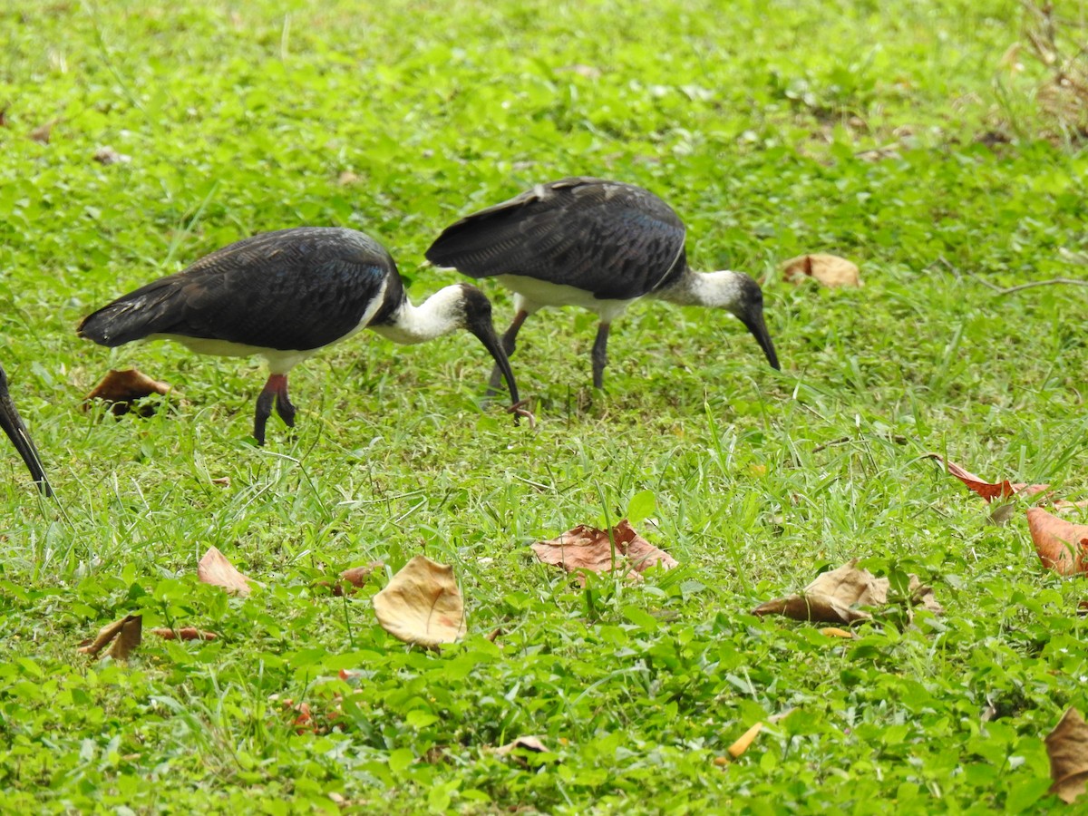 Straw-necked Ibis - Monica Mesch