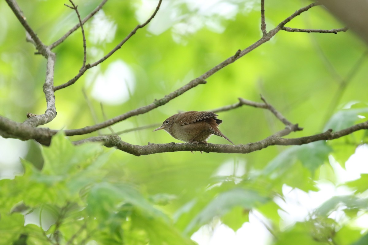 House Wren - Kyle Gage