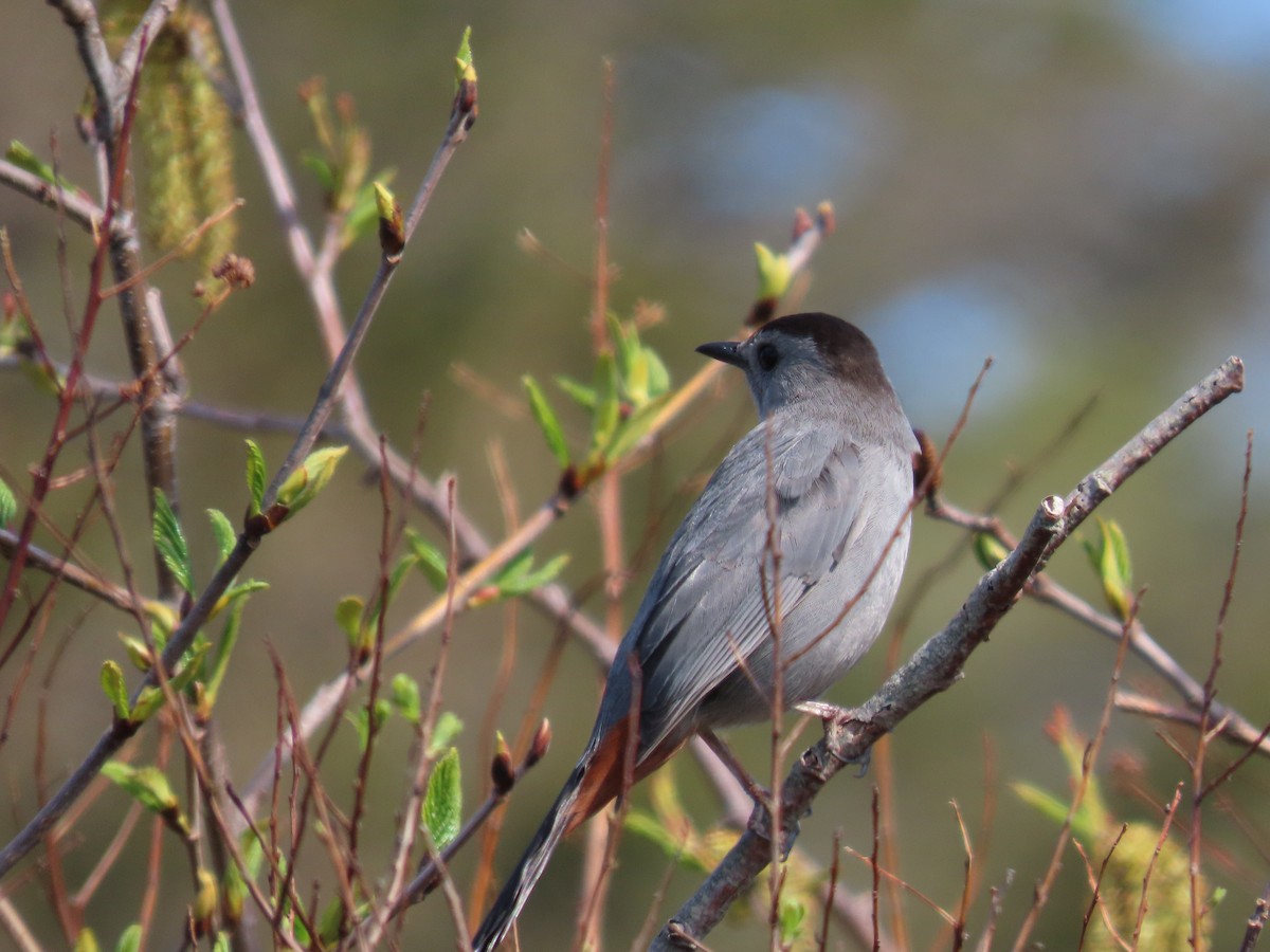 Gray Catbird - ML619204158