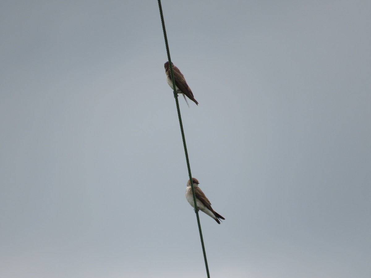 Northern Rough-winged Swallow - ML619204170