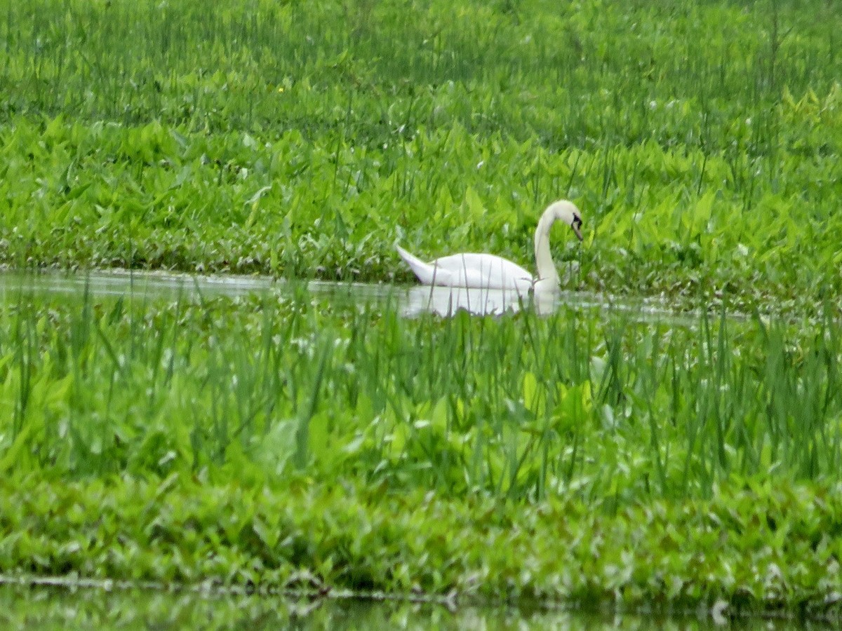 Mute Swan - scott baldinger