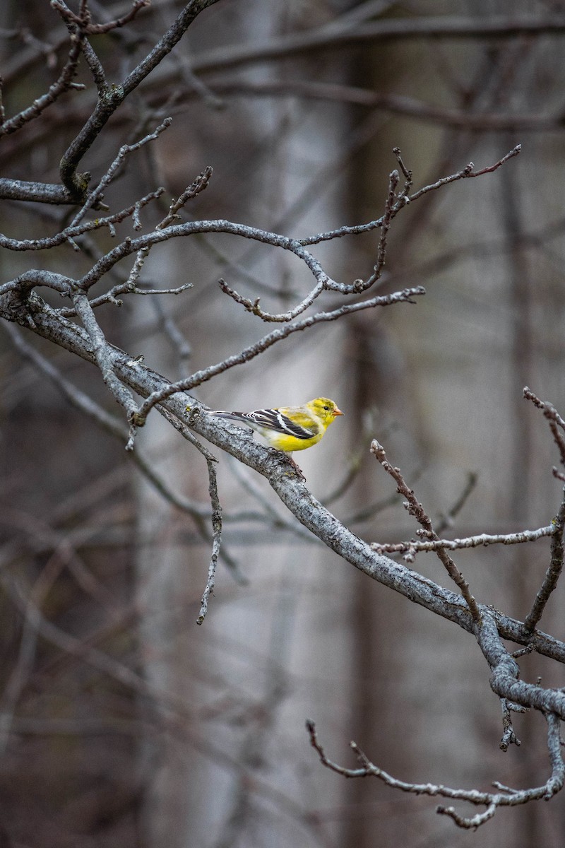 American Goldfinch - Yifei Ma
