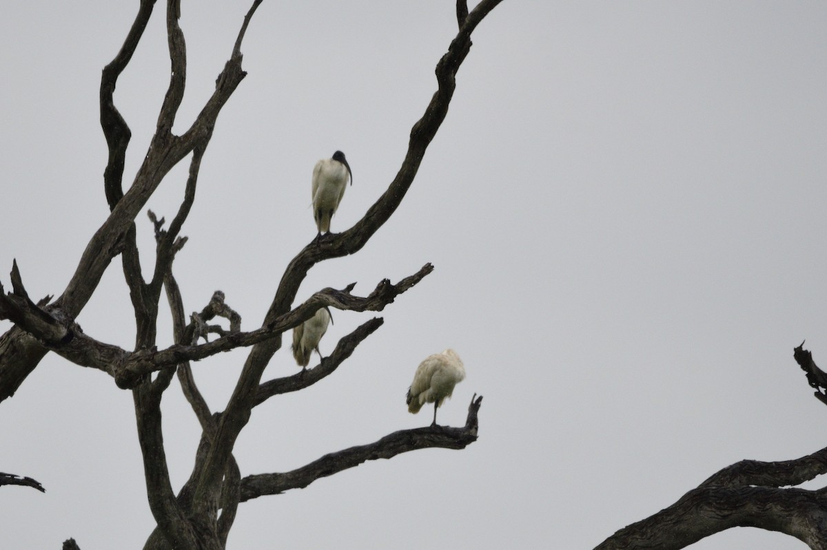 Australian Ibis - Ken Crawley