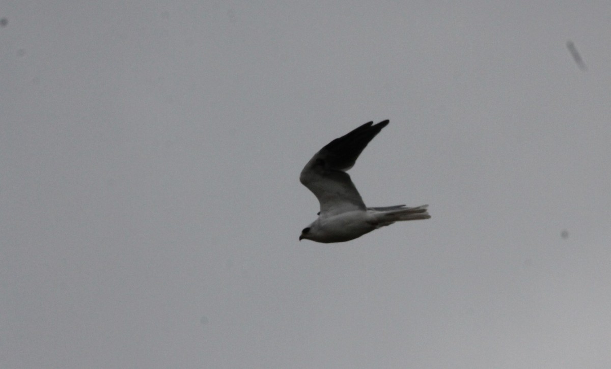 White-tailed Kite - Juan Marcos Montanari