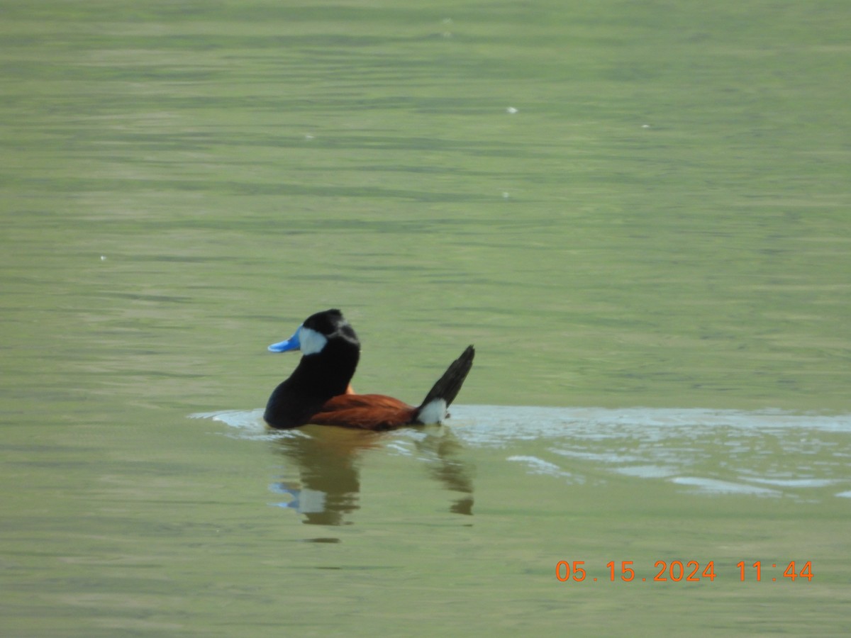 Ruddy Duck - Corey Jensen