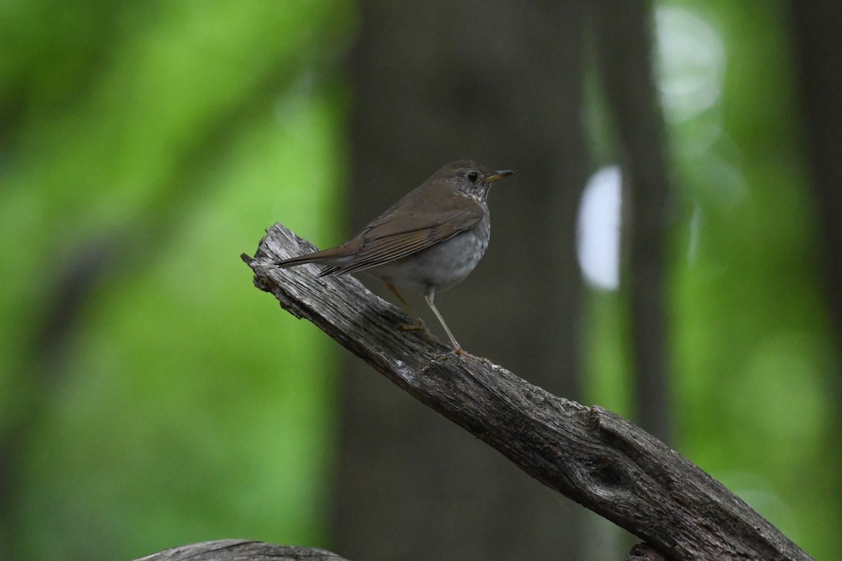 Bicknell's Thrush - Jessica Coss