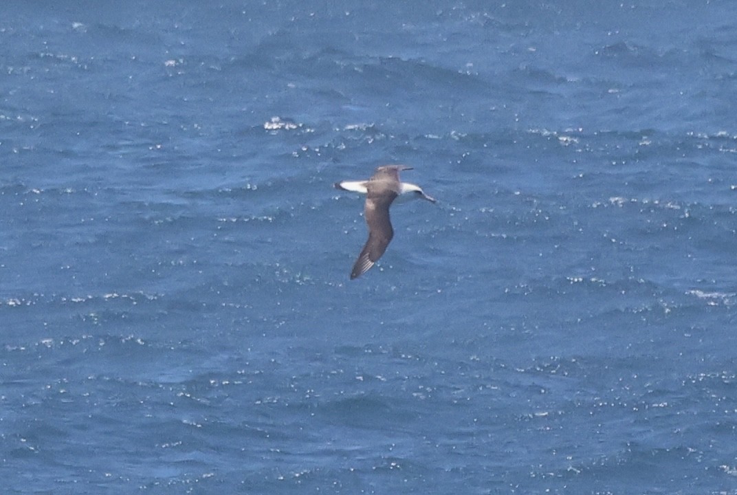 Laysan Albatross - Michael McCloy