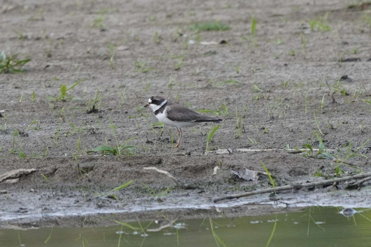 Semipalmated Plover - ML619204244