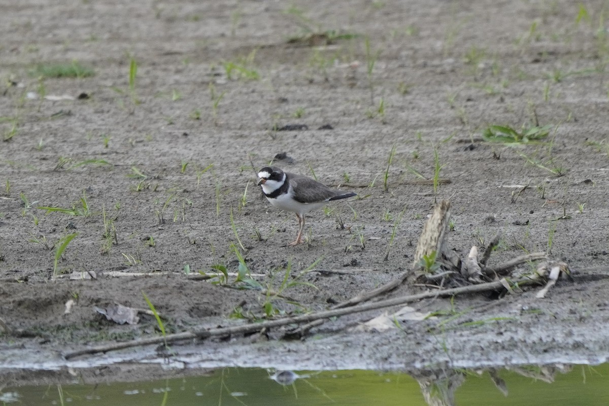 Semipalmated Plover - ML619204245