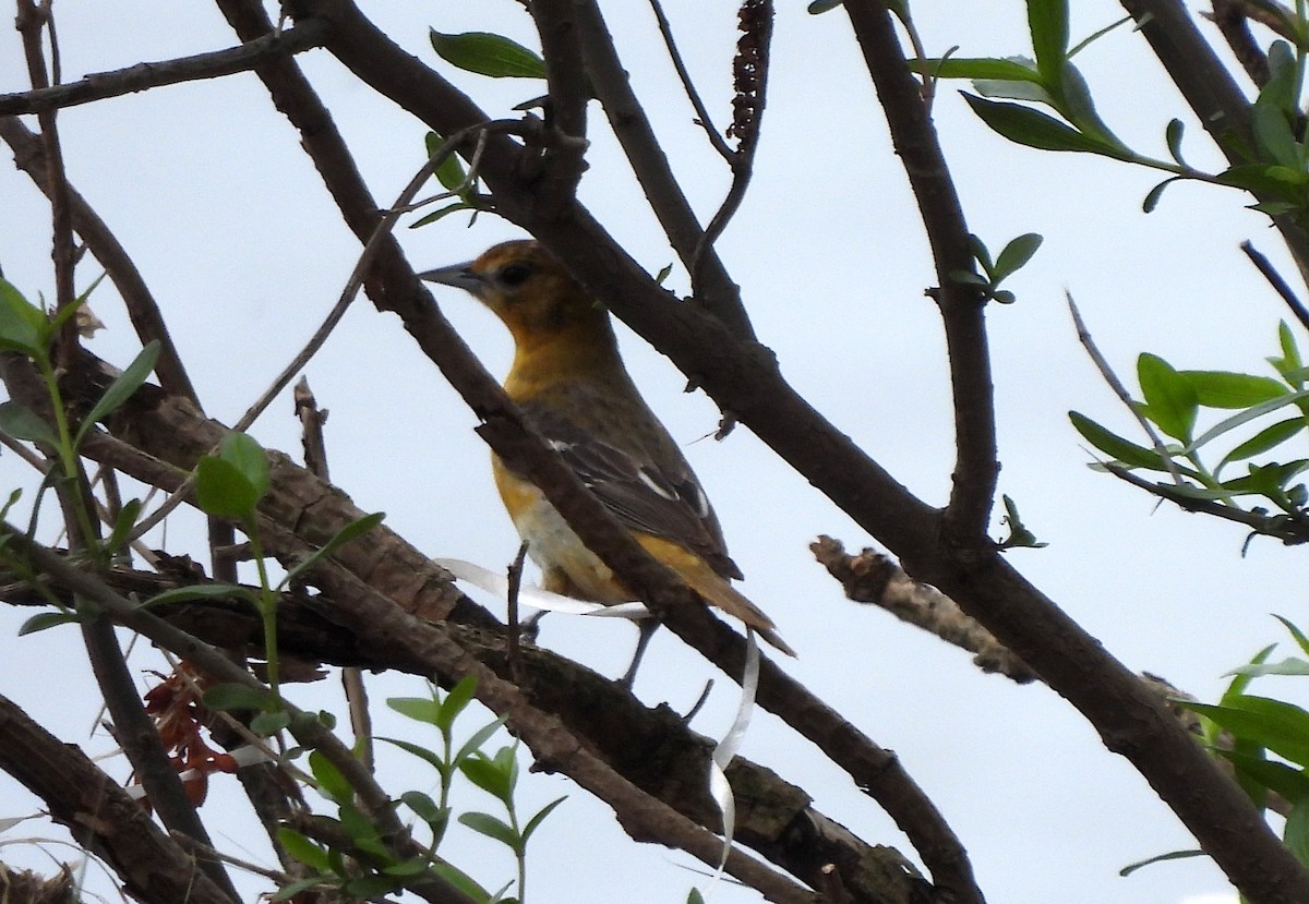 Baltimore Oriole - ML619204261