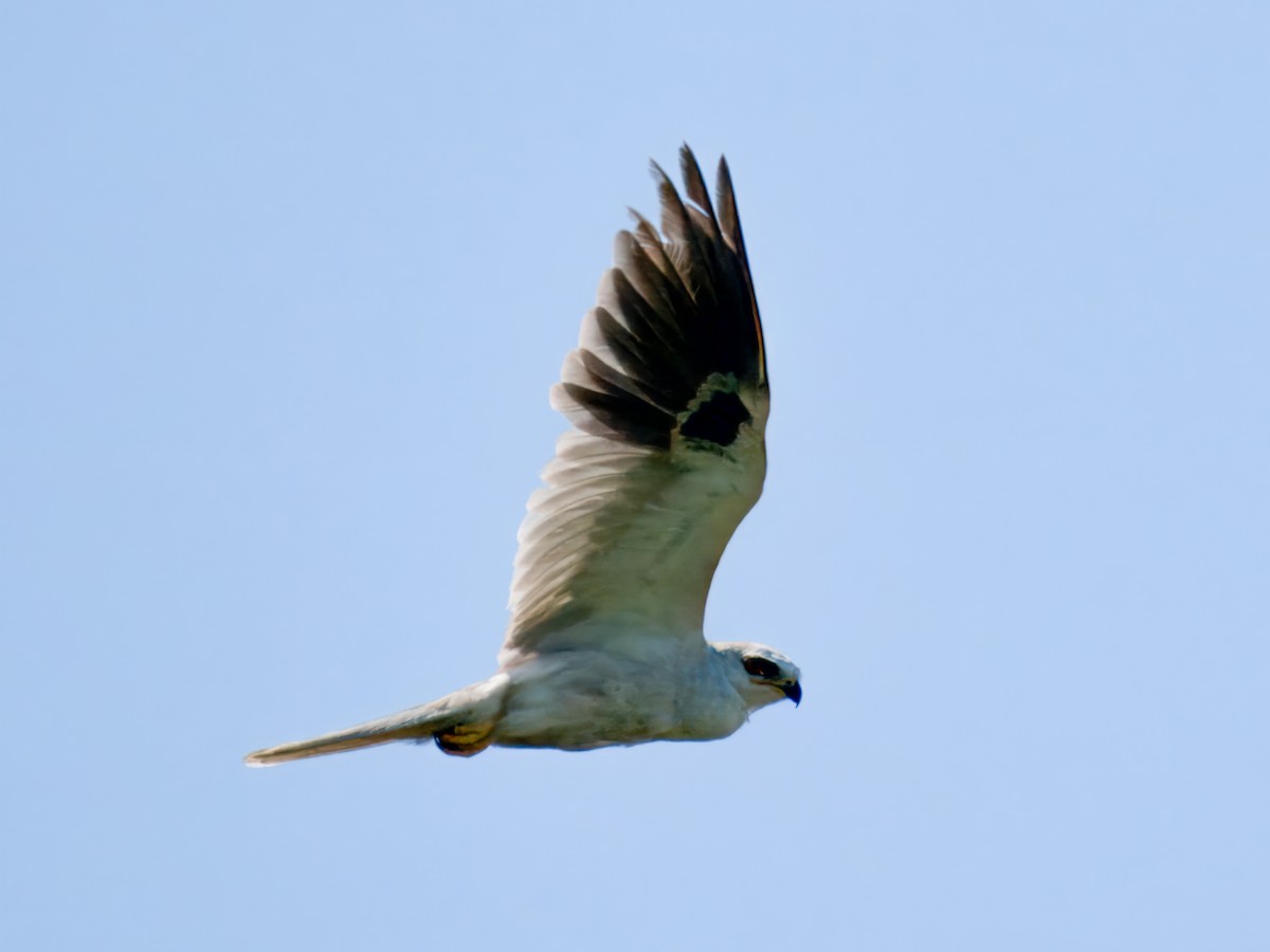 White-tailed Kite - Cin-Ty Lee