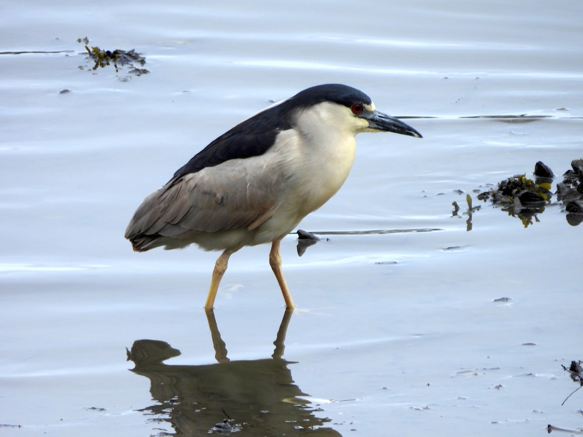 Black-crowned Night Heron - ML619204282