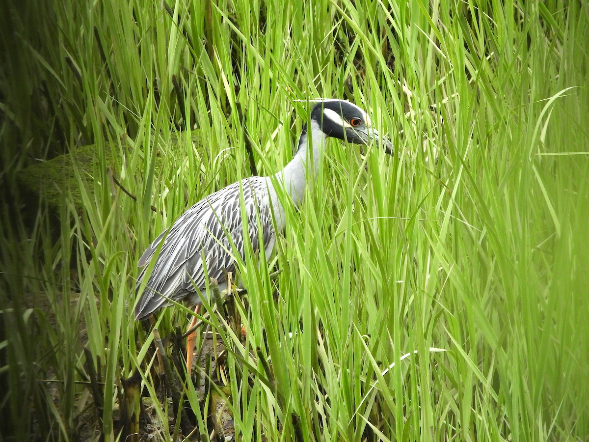 Yellow-crowned Night Heron - ML619204292