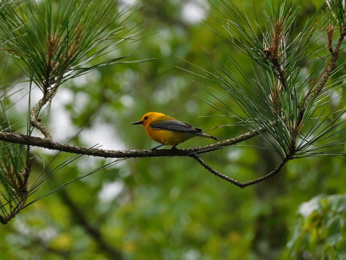 Prothonotary Warbler - Charles Chu