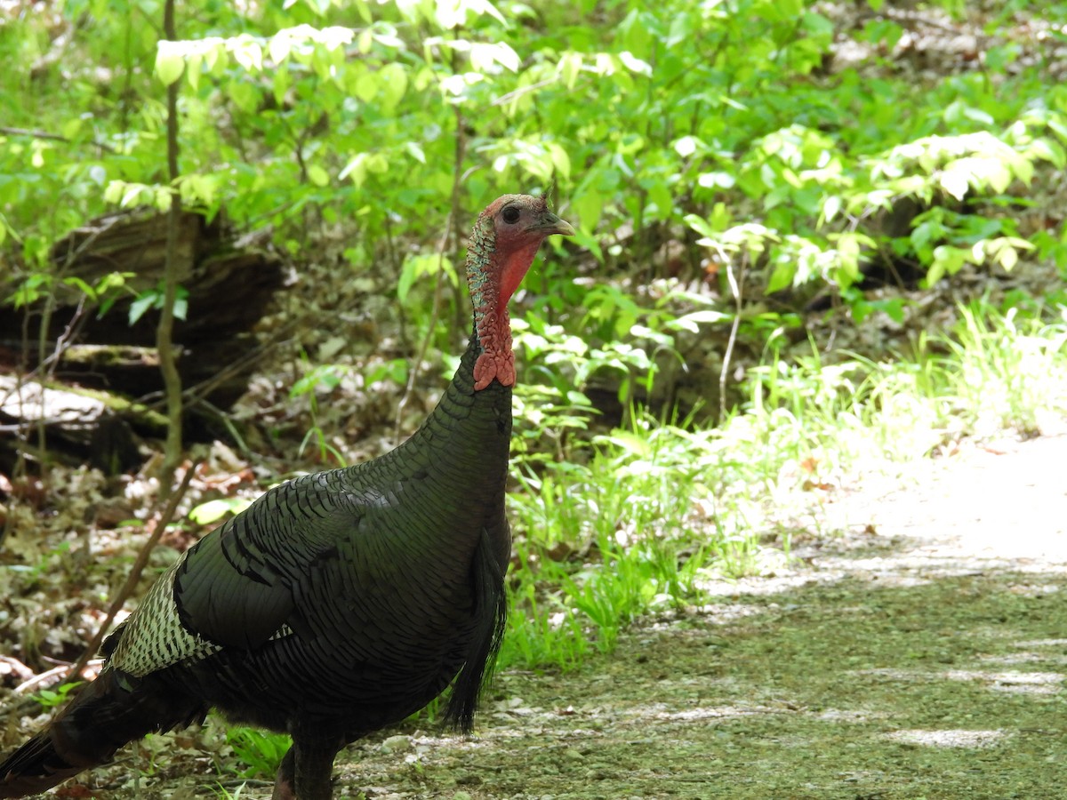 Wild Turkey - ML619204331