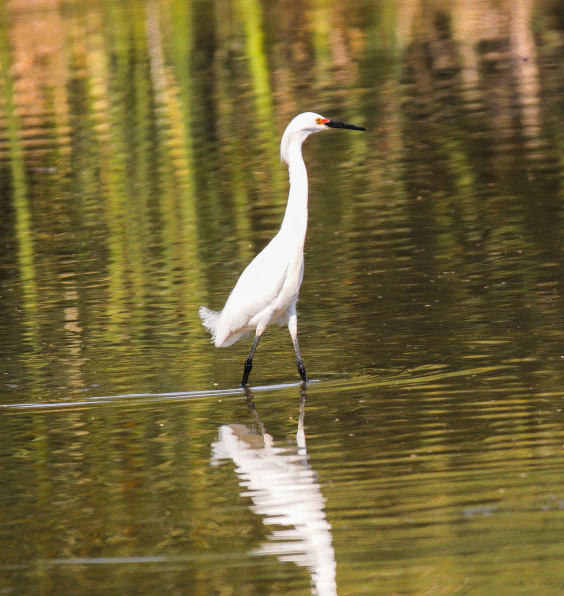 Snowy Egret - Don Carney