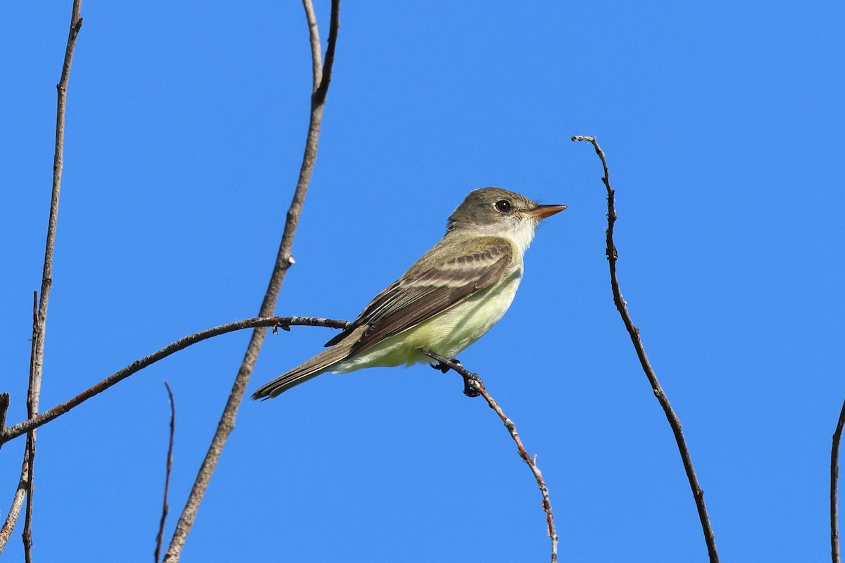 Willow Flycatcher - Keith Pflieger