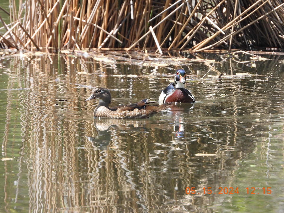 Wood Duck - Corey Jensen